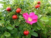   shlahani