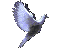 dove2